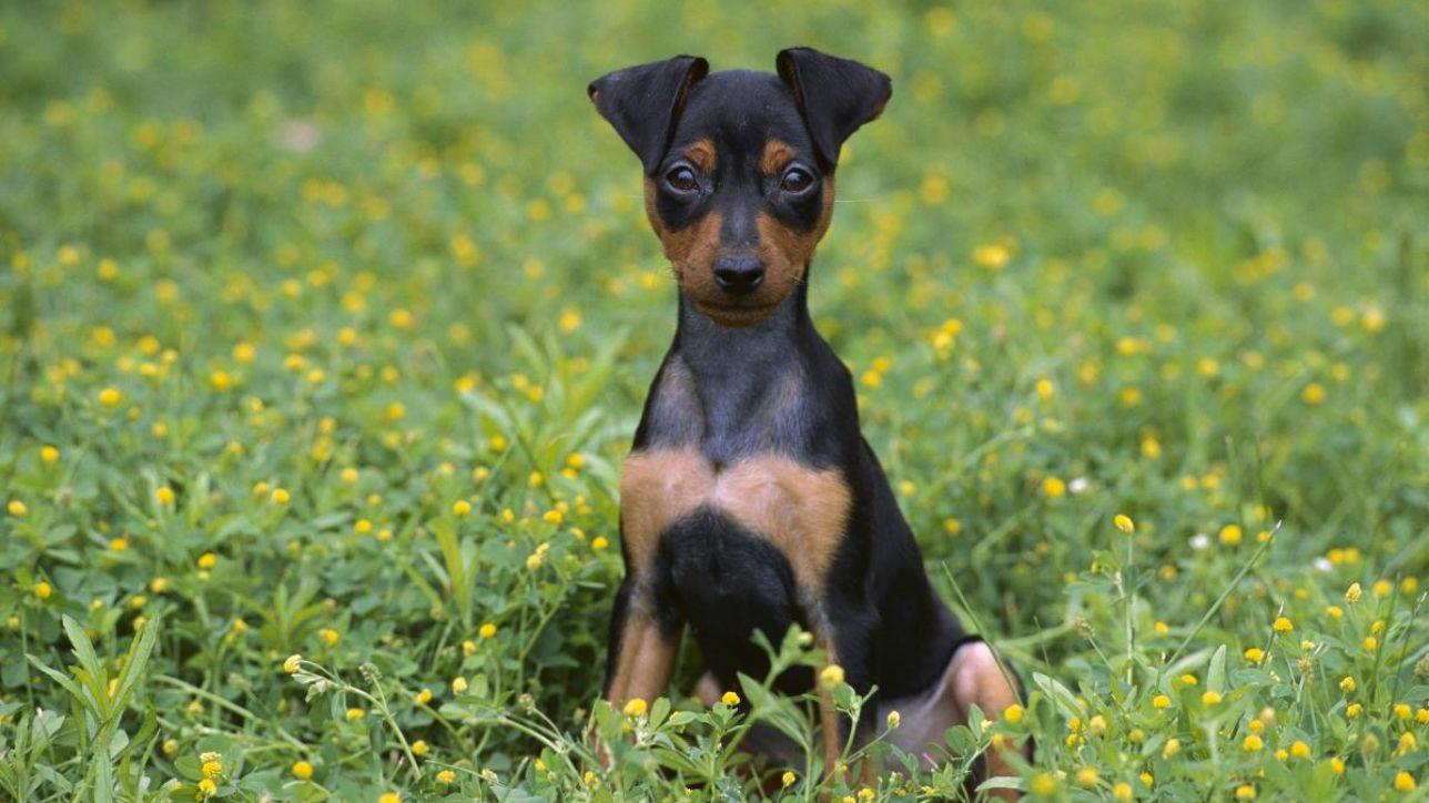 Caltanissetta, morto il cane lasciato sul balcone