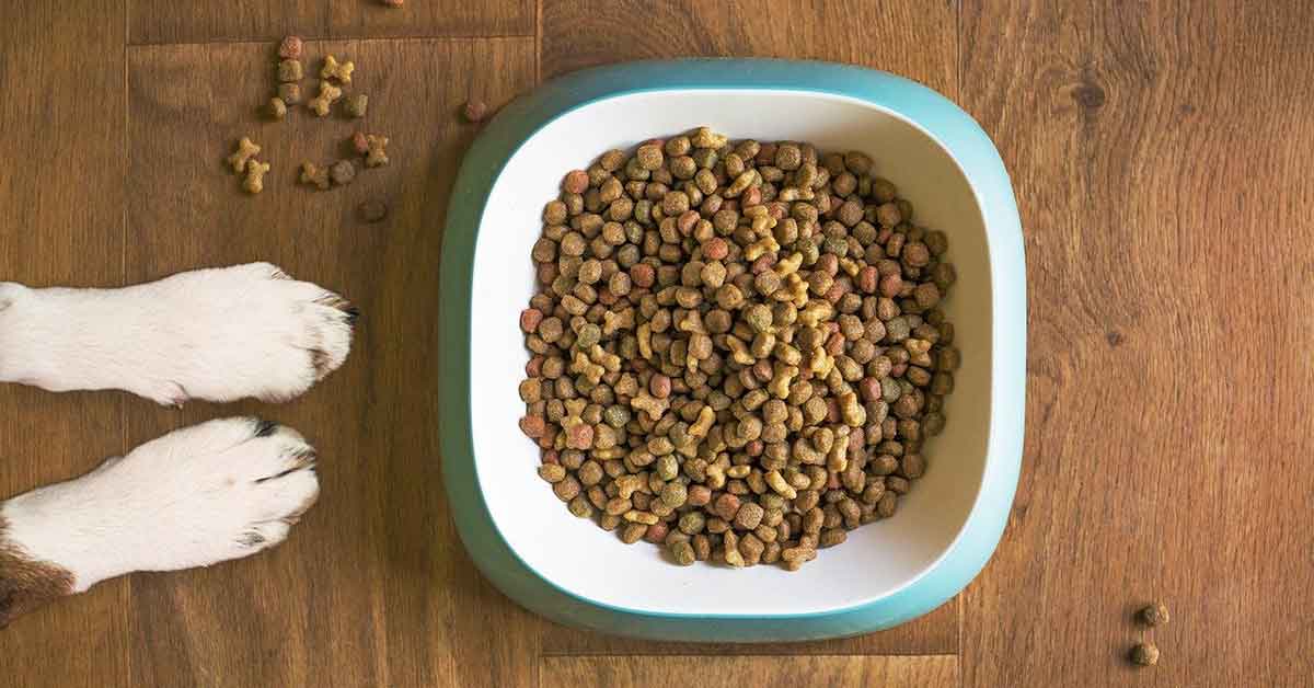 Negoziante offre il cibo al cane nel suo negozio