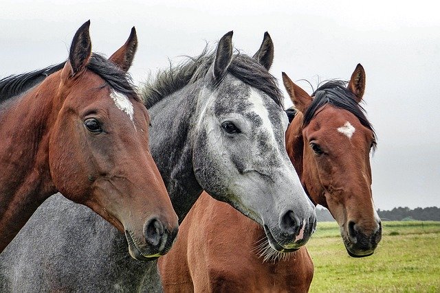 Gruppo di cavalli al pascolo