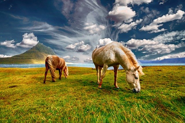 Cavalli al pascolo in un prato verde