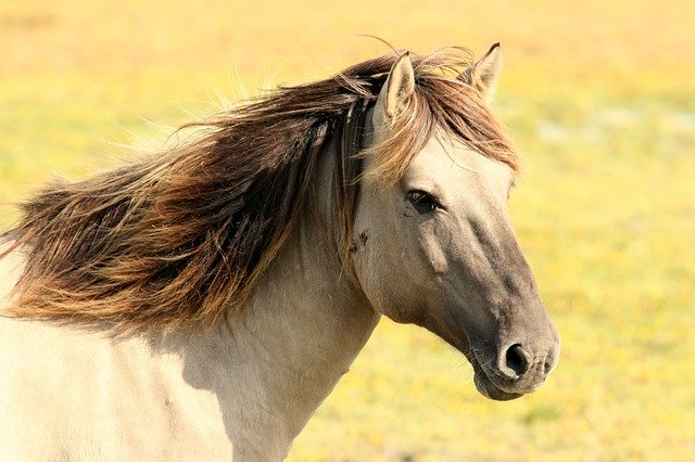 Cavallo che corre nel prato