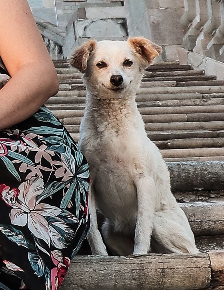 Il cagnolino sorride in posa