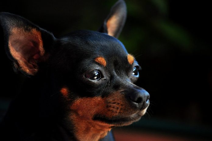 Caltanissetta, pinscher dimenticato