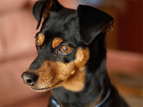 Caltanissetta, pinscher dimenticato 