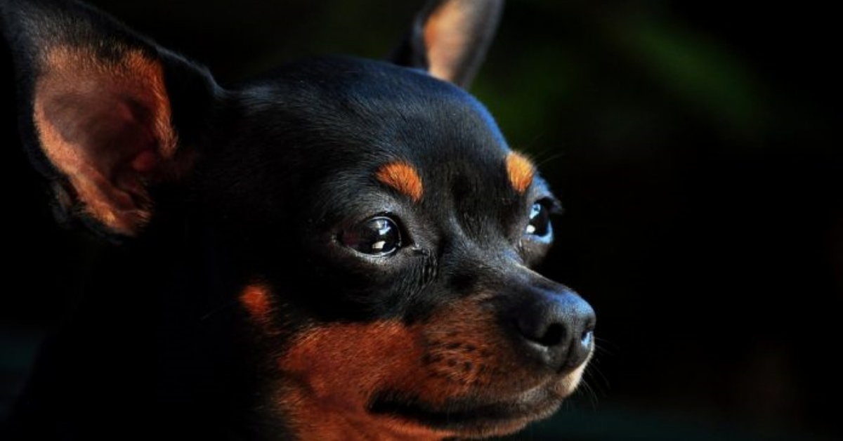 Caltanissetta, coppia dimentica il pinscher per due giorni sul balcone: è in gravi condizioni