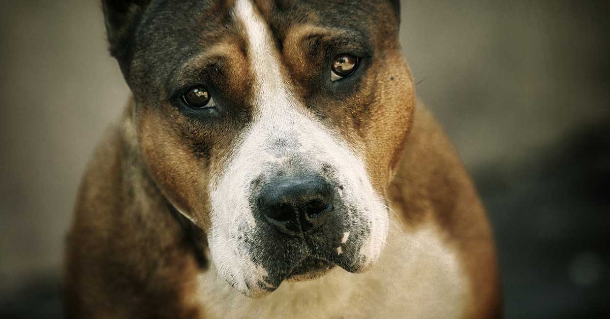 Pit bull abbandonati al rifugio