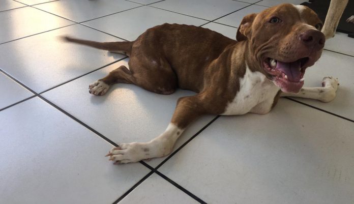 La disabilità del cane pit bull