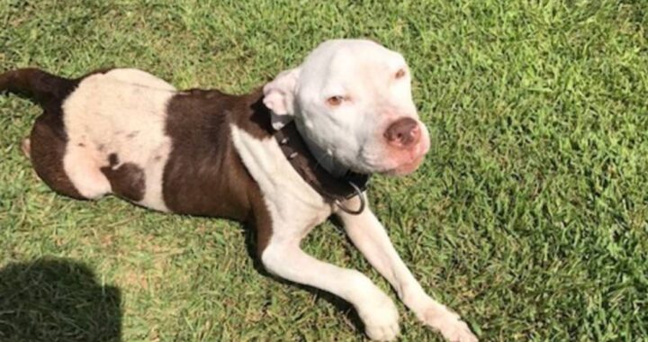 pit bull poppy