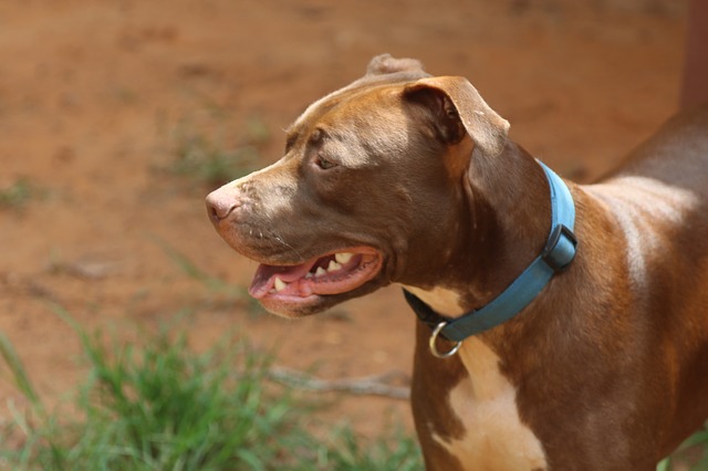 Pit bull cane da guardia