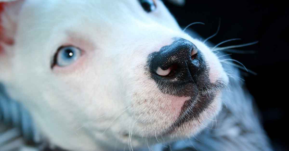 Pit bull si prendono cura dei gattini ciechi