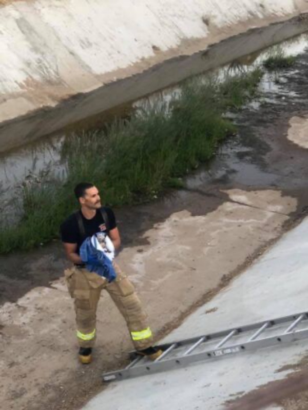pompieri salvano cane anziano canale