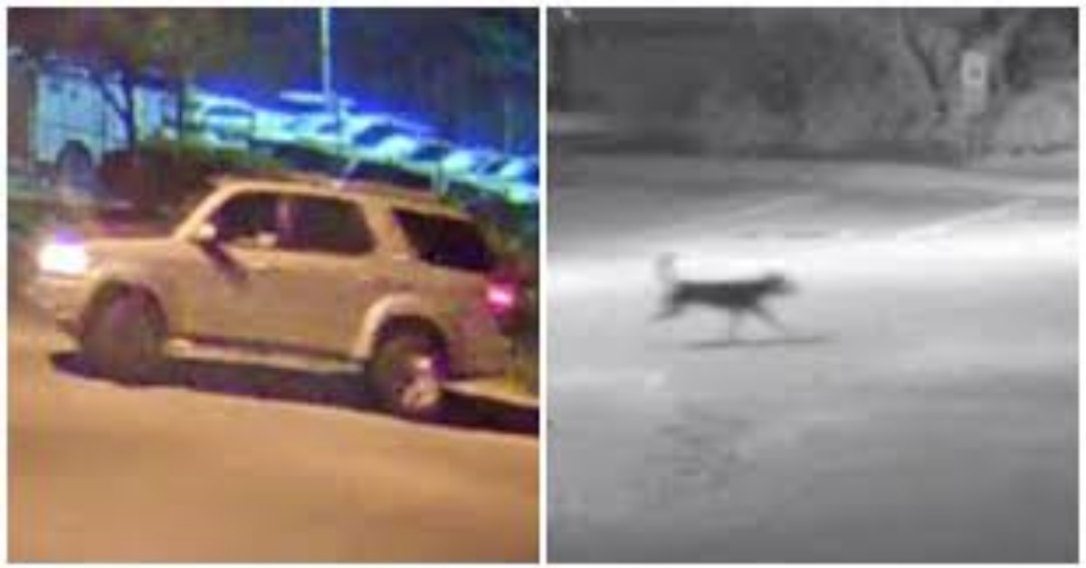 Proprietario abbandona il cane: ripreso in un video e ricercato dalla polizia