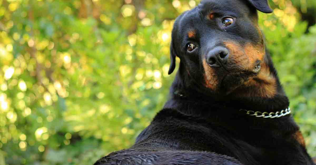 Rottweiler fa la guardia al pane