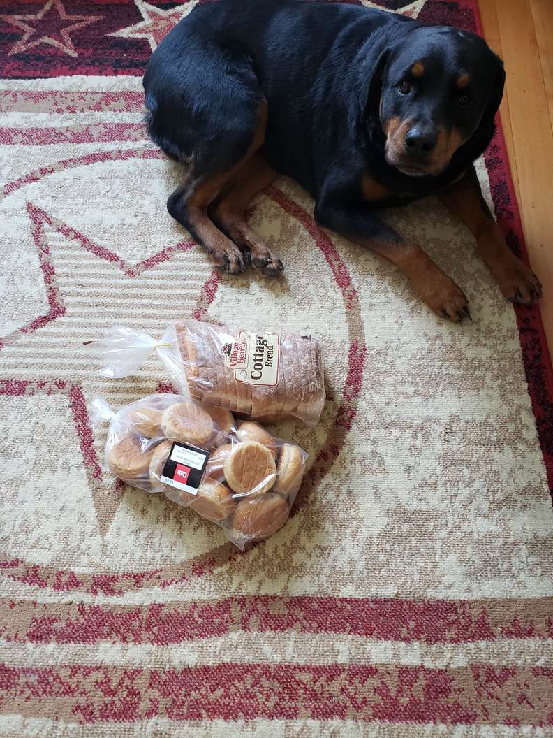 Jakey il Rottweiler che ama il pane