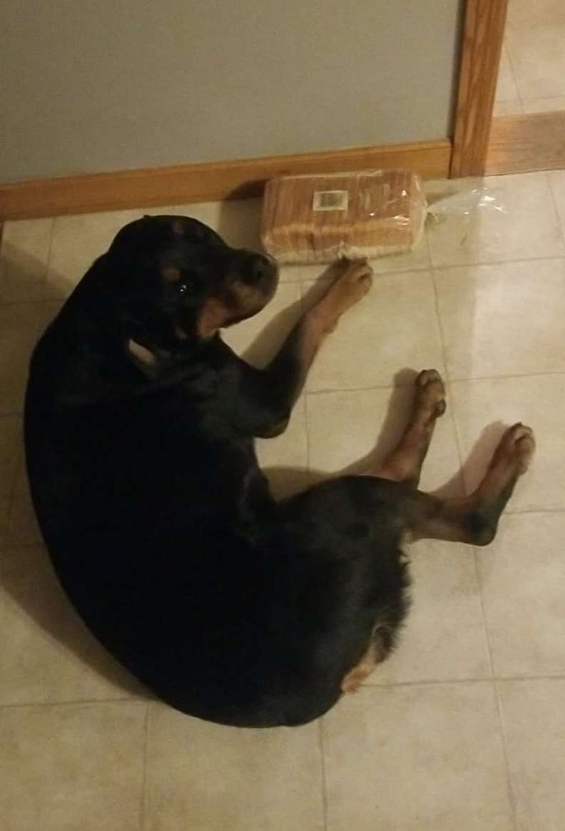 Il cane protegge il pane