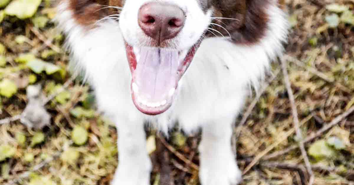 Uomo salva il cane