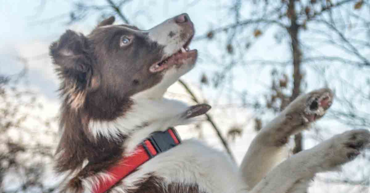 L'adozione del cane di strada