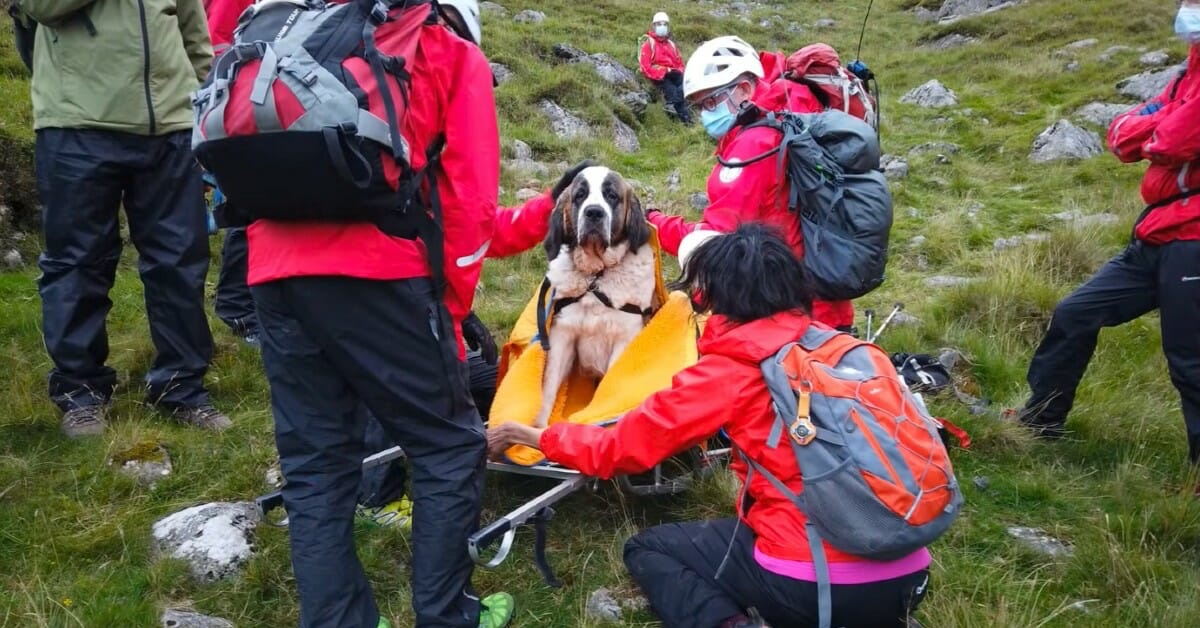 Il salvataggio di Daisy, una cagnolina rimasta bloccata sulle cime di una montagna