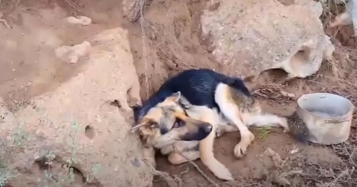 Il salvataggio di Rex il cane trovato legato ad un albero: le sue condizioni erano critiche