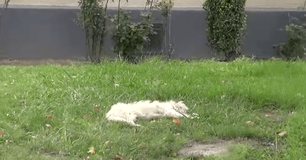 Il salvataggio di Seymour, il cane che aveva ormai perso tutte le speranze