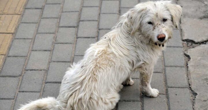 Senzatetto rifiuta di vendere il cane a un passante