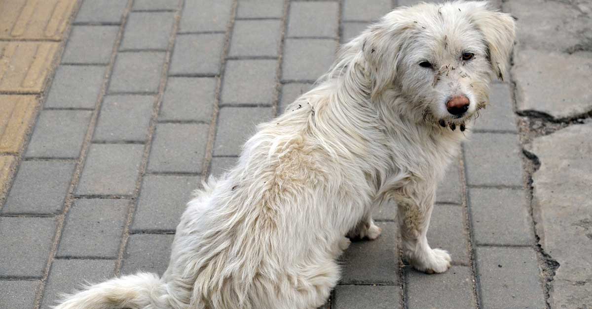 Senzatetto rifiuta di vendere il cane a un passante