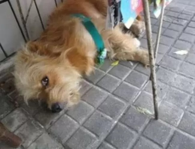 Il cane vive in strada con il proprietario