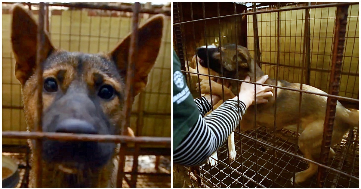 La storia di Nara, un cane che ha passato la sua vita in una gabbia