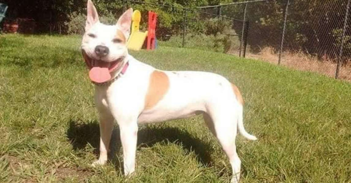 La storia di Rupunzal, la piccola pit bull che cerca casa da 7 anni