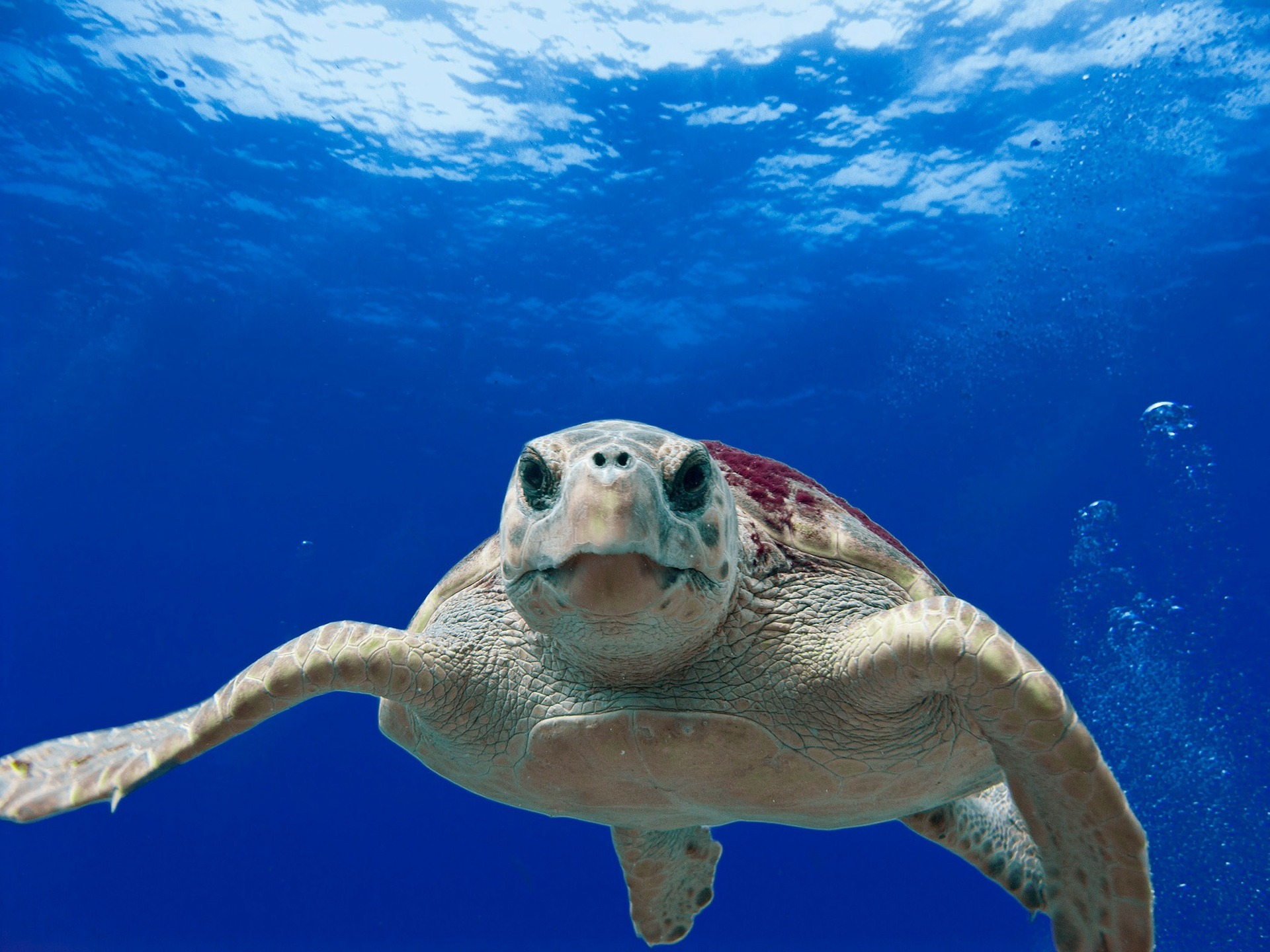 Tartarughe, che passione! Ma cosa serve per tenerne una?