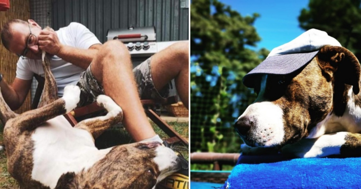 Padrone colto da un infarto: il pit bull Tigro gli salva la vita