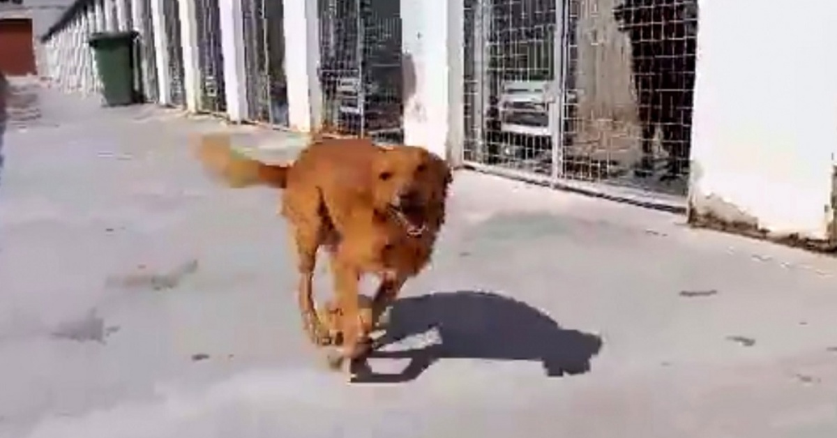 Cane indesiderato viene adottato dopo 9 anni: l’emozionante video di Tito