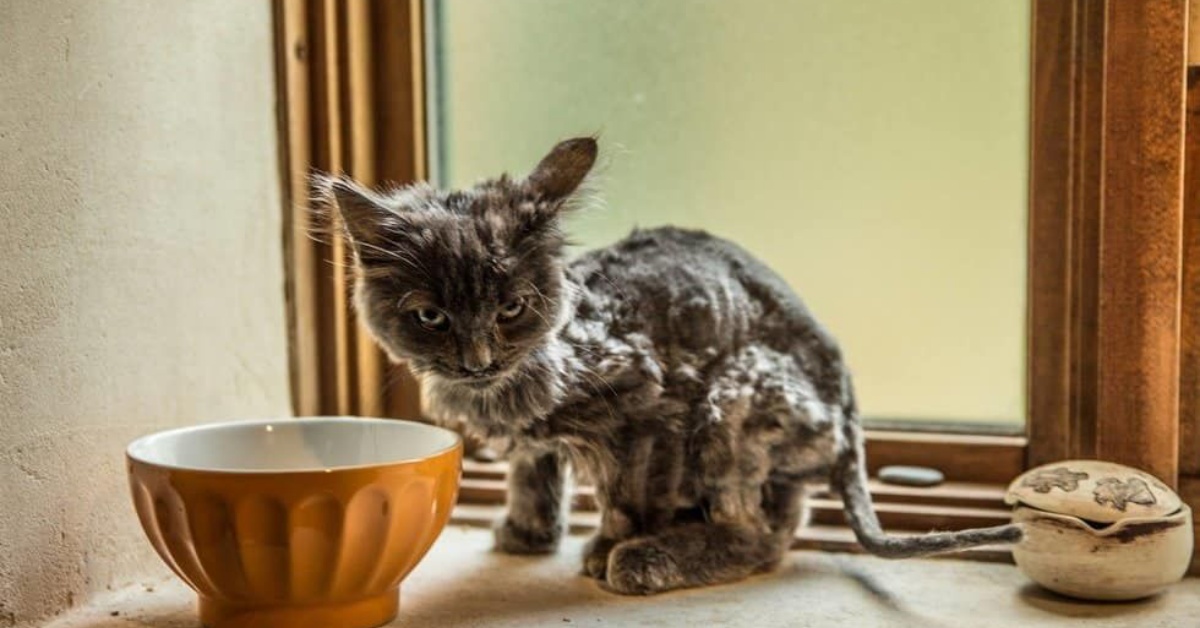 La trasformazione di Barley: il gattino trovato sul ciglio della strada