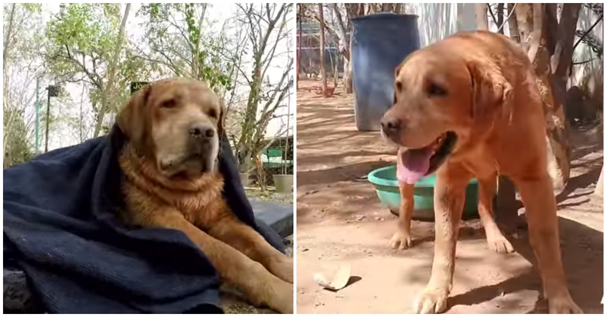 Il triste abbandono di Pumba: il cane con una grave disabilità