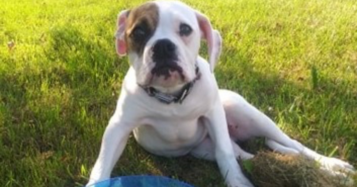 Il triste passato di Drax, un cane trovato in gravi condizioni