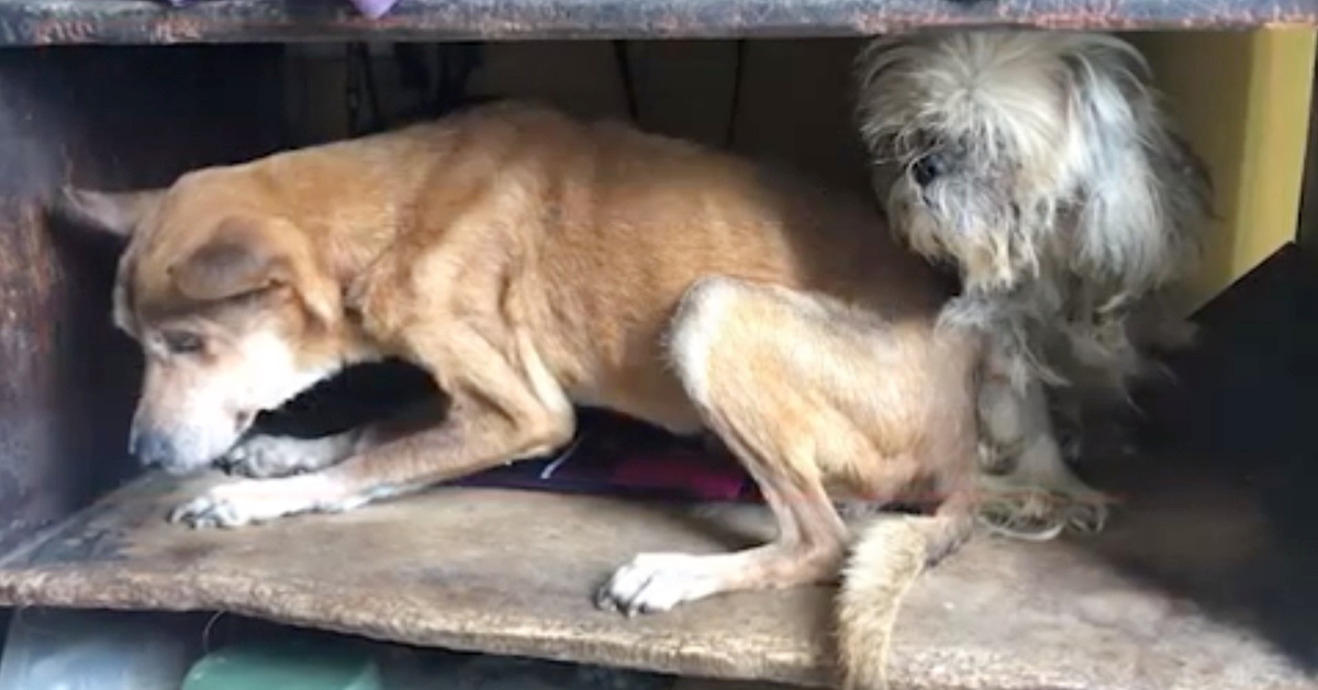 La triste storia di Millie e Kiara, due cagnoline trovate in gravi condizioni