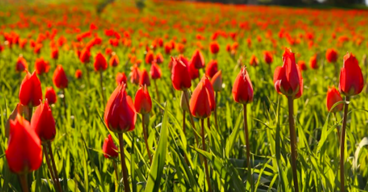 In Sicilia c’è un luogo bellissimo pieno di tulipani spontanei: è Blufi