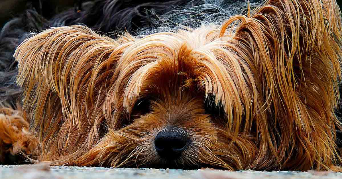 Yorkshire Terrier torna a casa