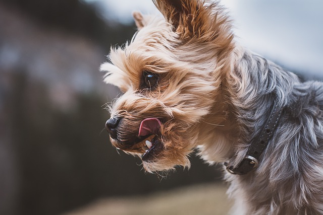 Il cane ritorna a casa