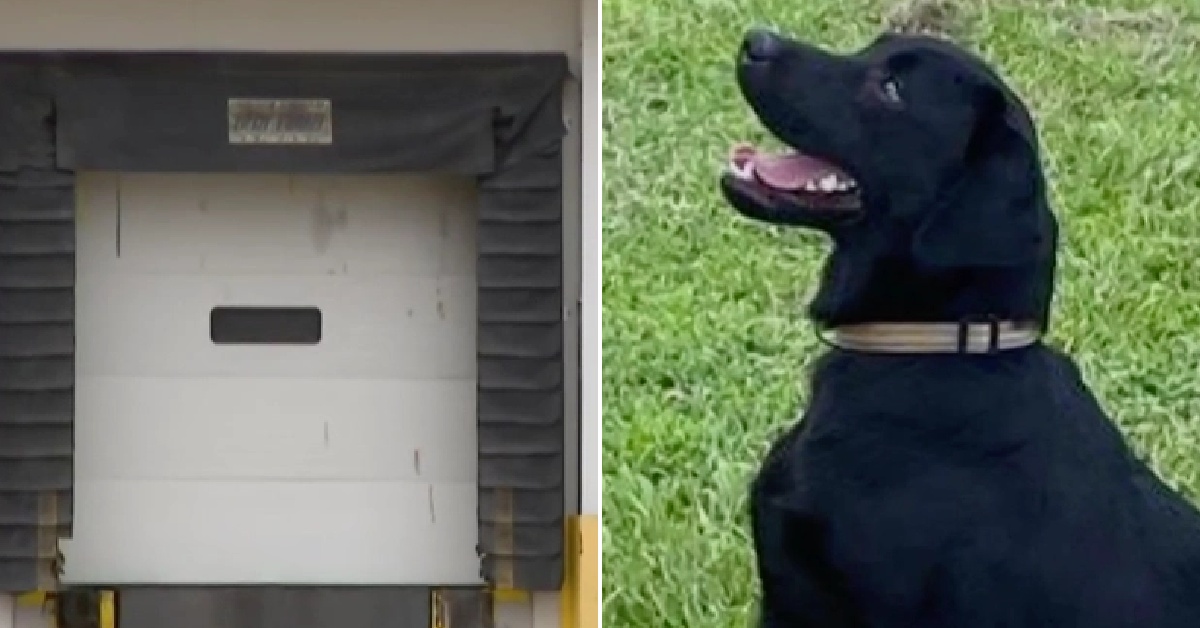 Illinois, salvati 17 cani in un aeroporto internazionale: chiusi per giorni in un magazzino