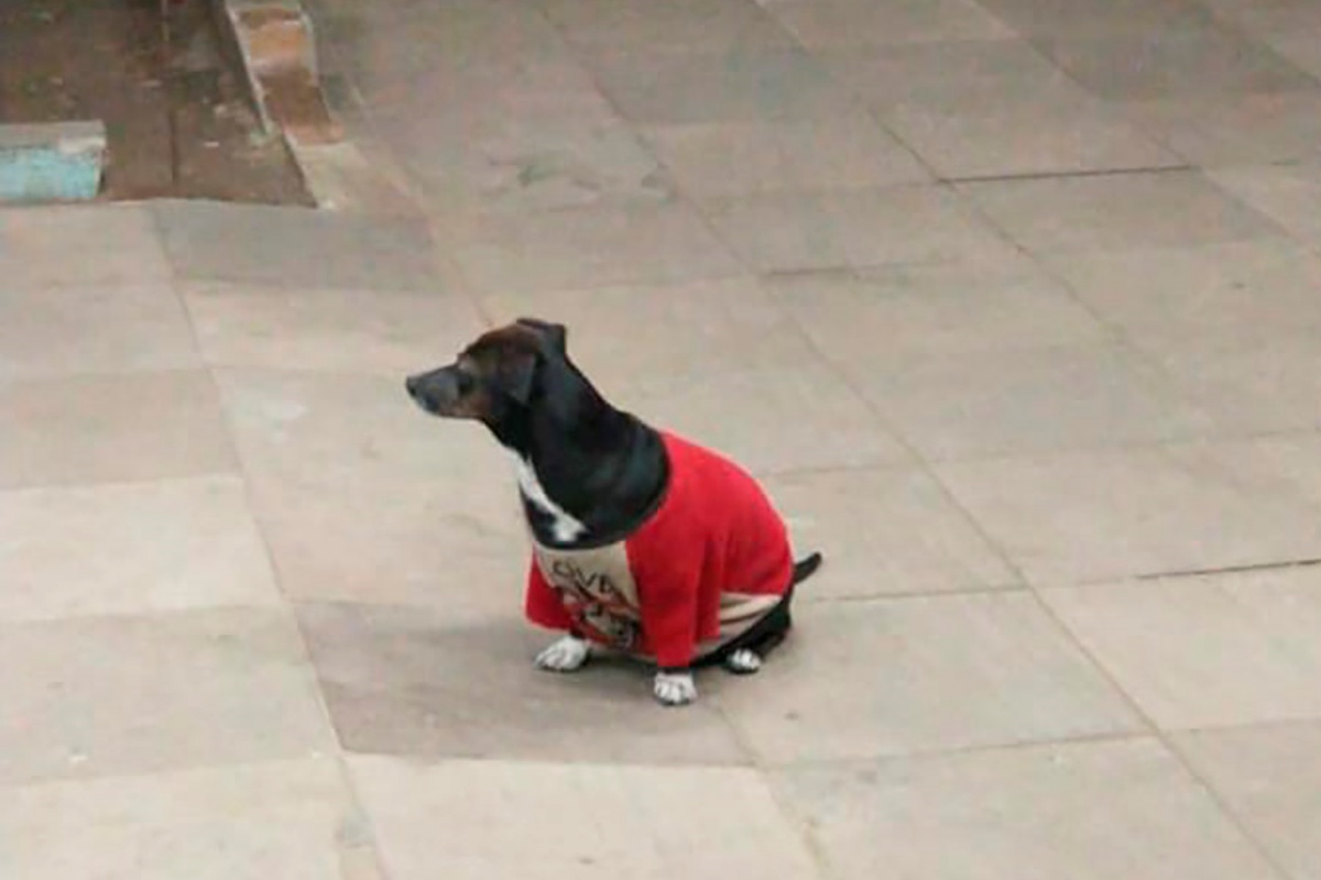 Anderson Bahi e il video del cane che non abbandona il suo proprietario