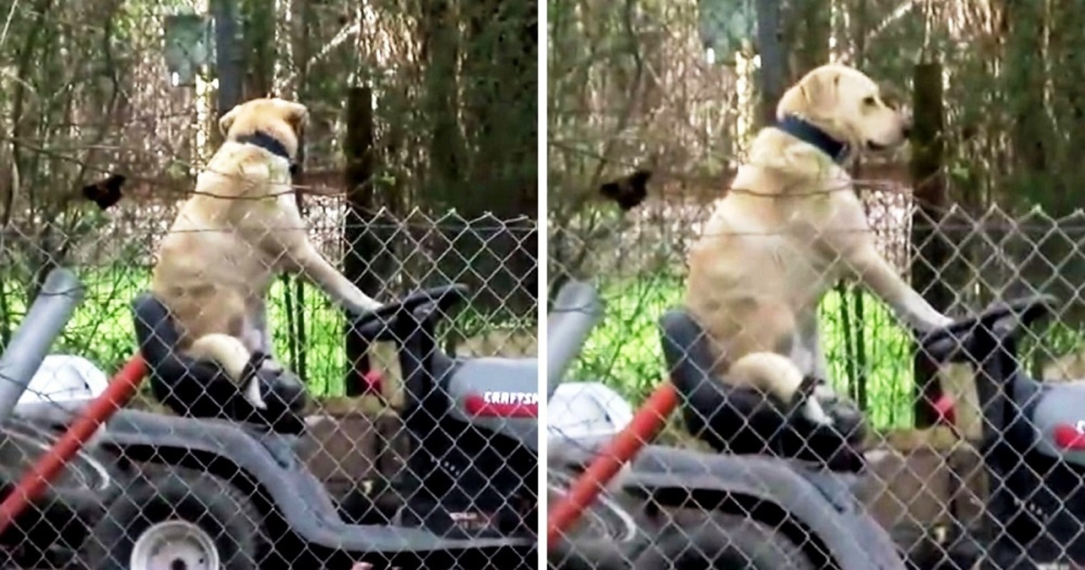 Andrea Martinez e il cane sul tosaerba