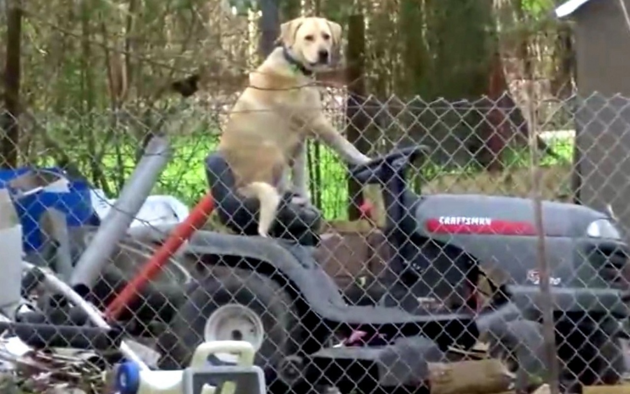 Andrea Martinez e il cane sul tosaerba