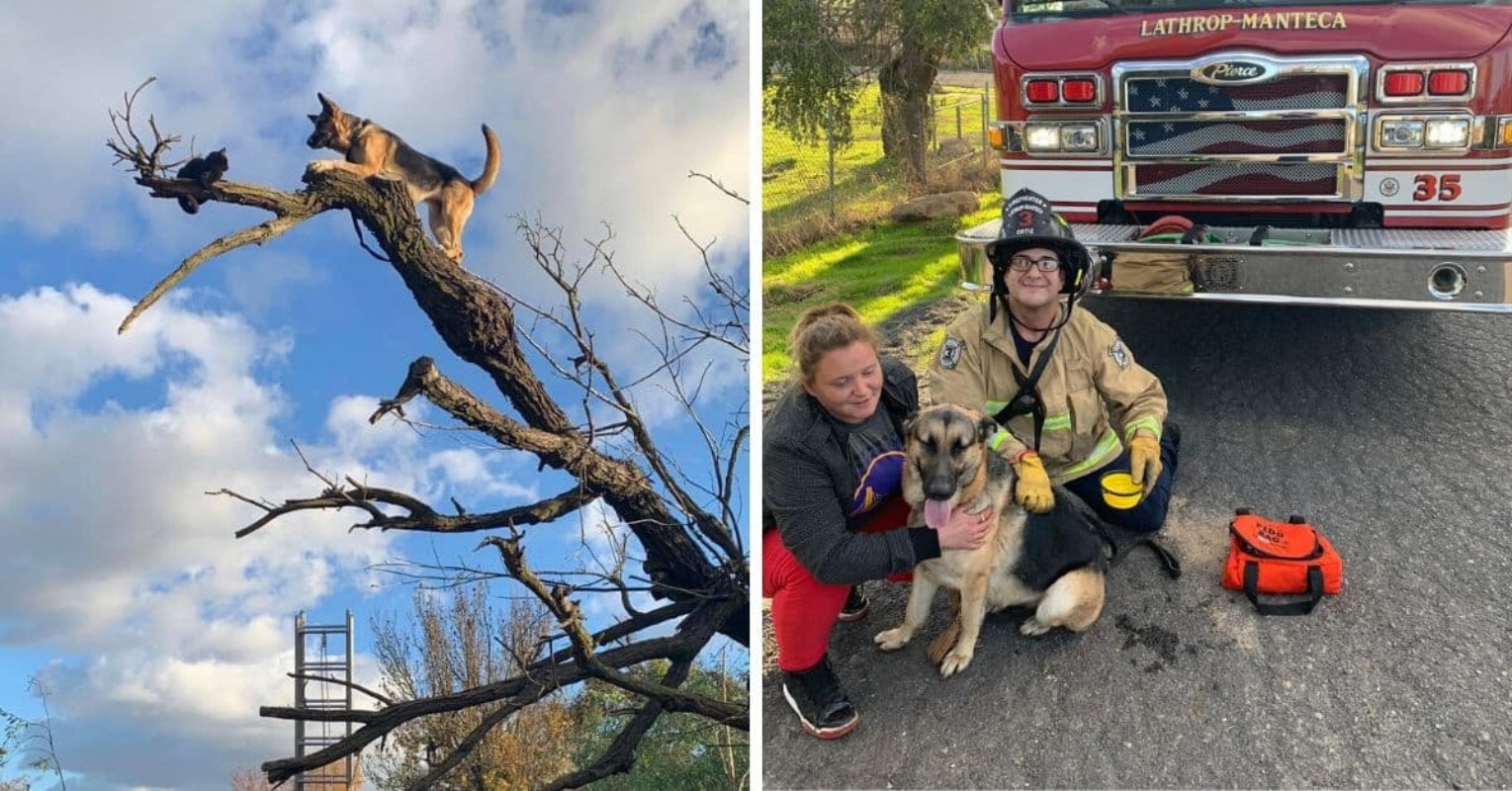 Insegue un gatto ma rimane bloccato su un albero: il salvataggio di Baby