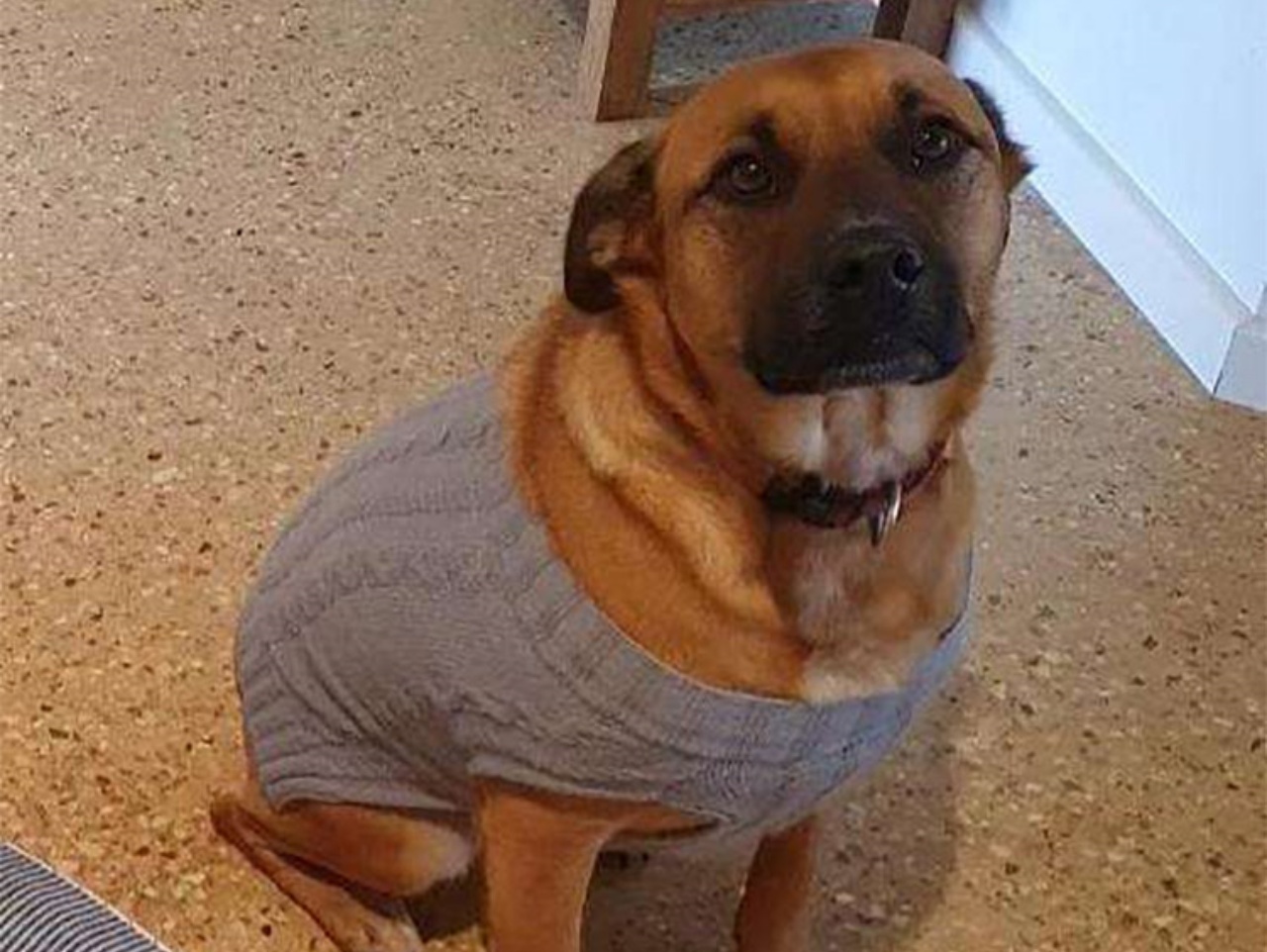 La storia della splendida amicizia tra la cagnolina Bonnie e Jay