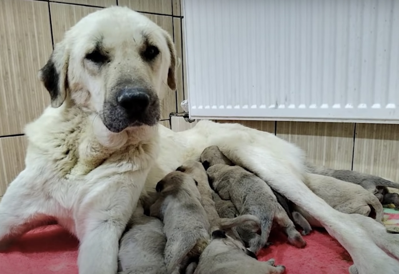 Cagnolina randagia da alla luce 9 cuccioli: una donna la salva