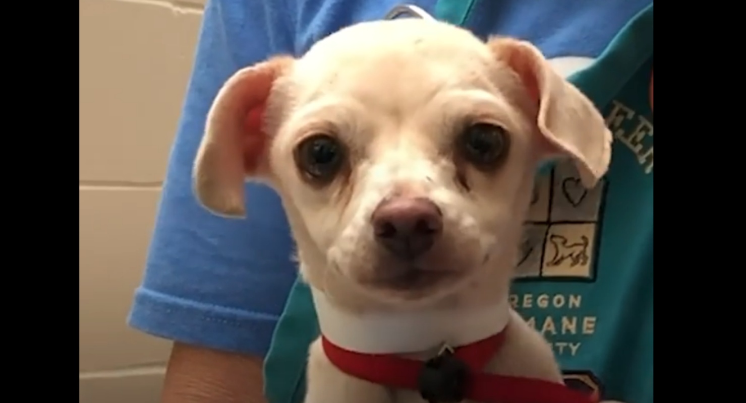 Cagnolina randagia terrorizzata dagli umani, conosce finalmente l’amore