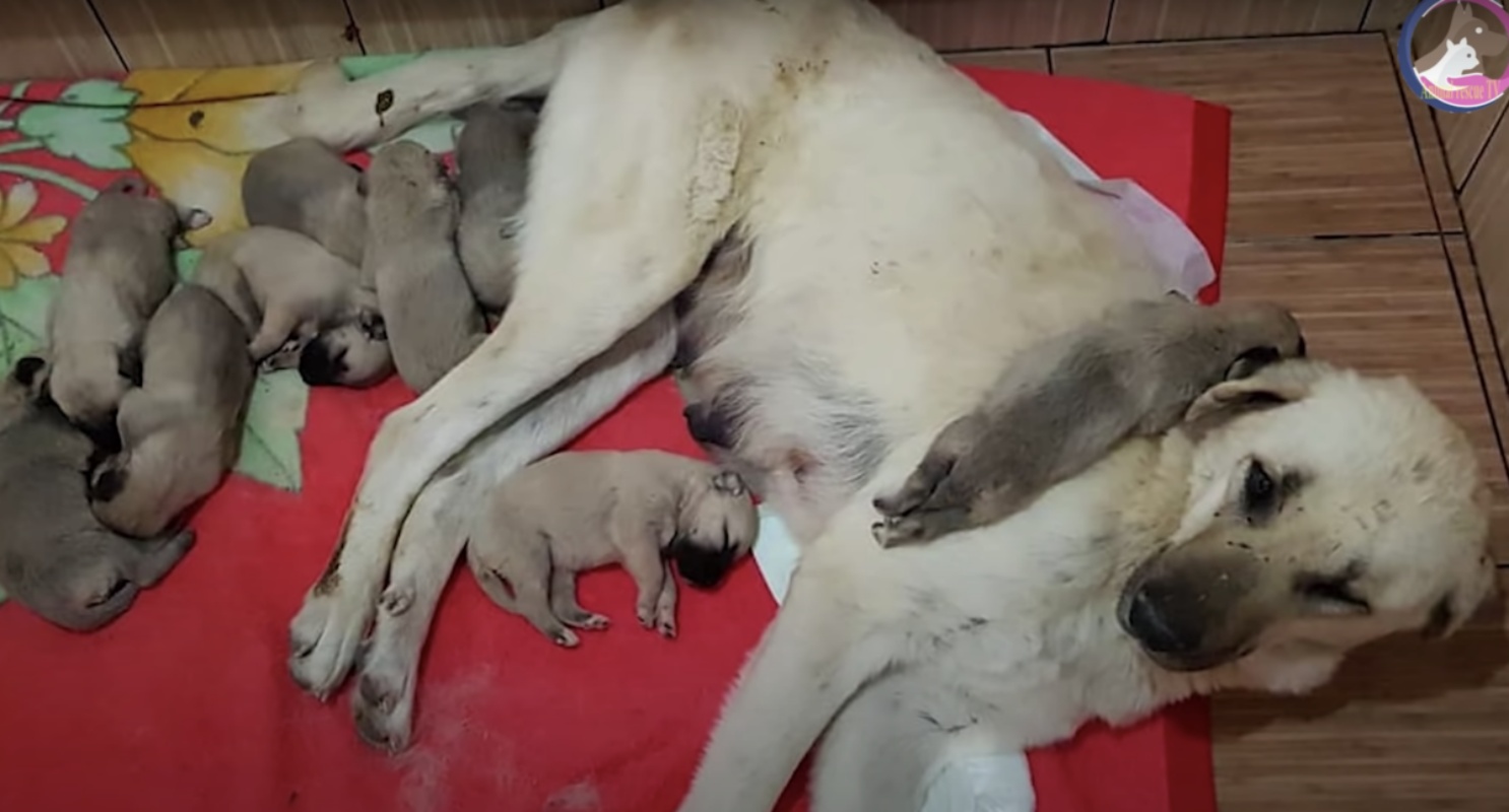 Cagnolina randagia salvata