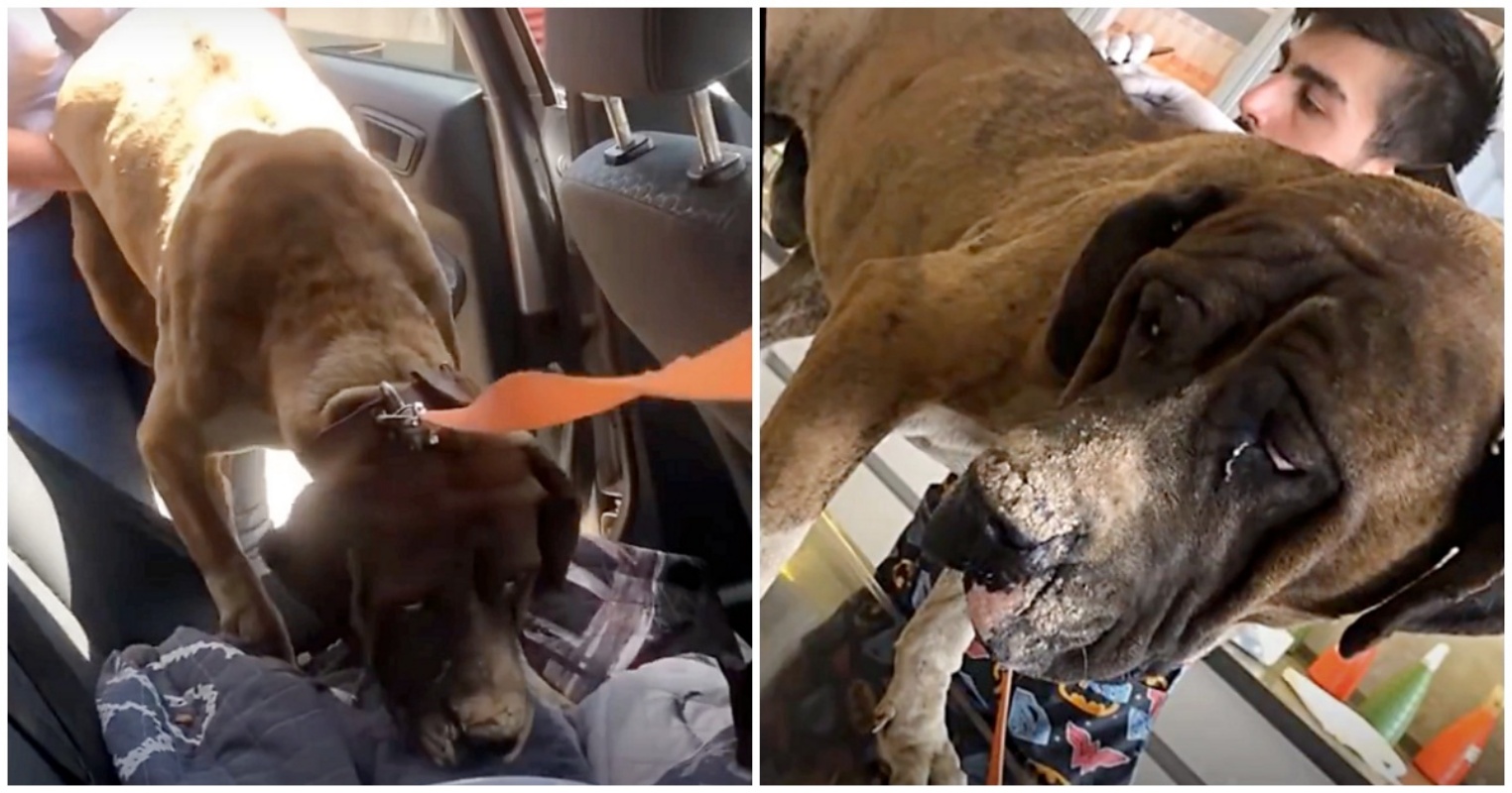 Cane legato salvato dai volontari