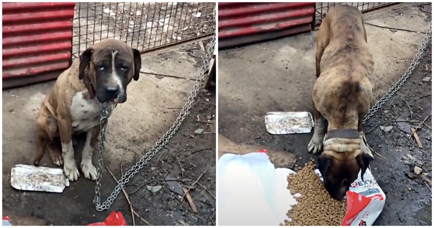 Cane legato salvato dai volontari